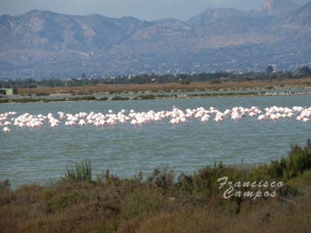 flamencos_salinas_santa_pola