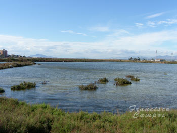 flora_salinas_santa_pola